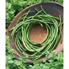 image:imageBurpee Kentucky Blue Pole Bean Seeds 8 ounces of seedGreen