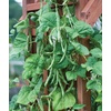 image:imageBurpee Kentucky Blue Pole Bean Seeds 8 ounces of seedKentucky Blue
