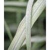 image:imageBurpee Lemongrass Cymbopogon Citratus Herb Seeds  10 MultiSeed Pellets Per Package  NonGMO Seeds for Planting Herbs  Lemongrass Seeds  Easy to Grow Culinary Herb  Bright Citrusy Flavor