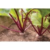 image:imageBurpee Merlin Beet Seeds 300 seeds300 seeds
