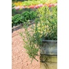 image:imageBurpee Mexican Tarragon Seeds 500 seeds