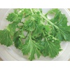 image:imageBurpee Mizuna Mustard Seeds 1000 seeds1000 seeds Pack of 2