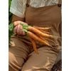 image:imageBurpee Nantes Half Long Carrot Seeds 3000 seeds