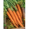 image:imageBurpee Nantes Half Long Carrot Seeds 3000 seeds
