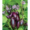 image:imageBurpee Patio Baby Eggplant Seeds 30 seedsPatio Baby Hybrid