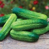 image:imageBurpee PickABushel Hybrid Cucumber Seeds  NonGMO DiseaseResistant Direct Sow SemiBush Variety Pickling Cucumber 470mg Seed Packet for Home GardeningCucumber  PickaBushel Hybrid