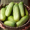 image:imageBurpee PickABushel Hybrid Cucumber Seeds  NonGMO DiseaseResistant Direct Sow SemiBush Variety Pickling Cucumber 470mg Seed Packet for Home GardeningCucumber  PickaBushel Hybrid