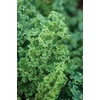 image:imageBurpee Prizm Hybrid Kale Seeds 50 seedsDwarf Blue Curled Vates