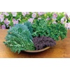 image:imageBurpee Prizm Hybrid Kale Seeds 50 seedsKale Blend