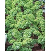 image:imageBurpee Prizm Hybrid Kale Seeds 50 seedsPrizm Hybrid