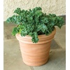 image:imageBurpee Prizm Hybrid Kale Seeds 50 seedsPrizm Hybrid