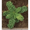 image:imageBurpee Prizm Hybrid Kale Seeds 50 seedsPrizm Hybrid