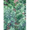 image:imageBurpee Prizm Hybrid Kale Seeds 50 seedsRed Winter