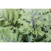 image:imageBurpee Prizm Hybrid Kale Seeds 50 seedsRed Winter