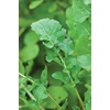 image:imageBurpee Rocket Arugula Seeds 2000 seedsBurpee Rocket Arugula