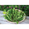 image:imageBurpee Rocket Arugula Seeds 2000 seedsBurpee Wild Arugula Selvatica Arugula