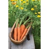 image:imageBurpee Short n Sweet Carrot Seeds 3000 seedsYaya Hybrid