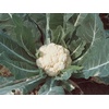 image:imageBurpee Snowball SelfBlanching Cauliflower Seeds 100 seeds