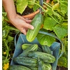 image:imageBurpee Spacemaster Slicing Cucumber Seeds  Compact Container Friendly Cucumber Seeds 150 NonGMO Seeds