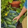 image:imageBurpee Spacemaster Slicing Cucumber Seeds  Compact Container Friendly Cucumber Seeds 150 NonGMO Seeds