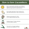 image:imageBurpee Spacemaster Slicing Cucumber Seeds  Compact Container Friendly Cucumber Seeds 150 NonGMO Seeds