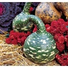 image:imageBurpee Speckled Swan Heirloom Gourd Seeds 30 seeds