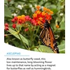image:imageBurpee Wildflower 25000 Bulk 1 Bag 18 Varieties of NonGMO Flower Seeds for Hummingbirds and Butterflies