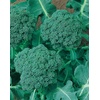 image:imageBurpee di Ciccio Organic Broccoli Seeds 350 seeds