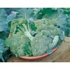 image:imageBurpee di Ciccio Organic Broccoli Seeds 350 seeds