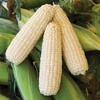 Amaize Hybrid Sweet