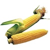image:imageBurpee Ambrosia Sweet Corn Seeds  Tender Sweet Corn Seeds for Vegetable Garden Planting 200 SeedsIllini Xtra Sweet
