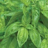 image:imageBurpee Boxwood Basil Seeds  Compact Sweet Basil Herb Seeds for Indoor amp Outdoor Herb GardensGenovese Basil 250 seed