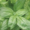 image:imageBurpee Boxwood Basil Seeds  Compact Sweet Basil Herb Seeds for Indoor amp Outdoor Herb GardensOrganic Large Leaf Basil