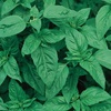 Organic Sweet Basil Seeds