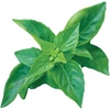 Pesto Party Basil