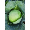 image:imageBurpee Brunswick Cabbage Seeds 260 seedsCabbage Seeds