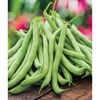 image:imageBurpee Contender Bush Bean Seeds 2 ounces of seed