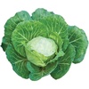 image:imageBurpee Earliana Cabbage Seeds 500 seeds