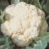 image:imageBurpee Early White Hybrid Cauliflower Seeds 100 seeds