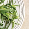 image:imageBurpee Mexican Tarragon Seeds 500 seeds