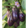 image:imageBurpee Patio Baby Eggplant Seeds 30 seedsPatio Baby Hybrid