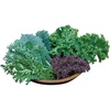 image:imageBurpee Prizm Hybrid Kale Seeds 50 seedsKale Blend