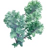 image:imageBurpee Prizm Hybrid Kale Seeds 50 seedsRed Winter