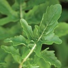 image:imageBurpee Rocket Arugula Seeds 2000 seedsBurpee Rocket Arugula