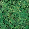 image:imageBurpee Roman Chamomile Seeds 100 seeds