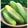 image:imageBurpee Spacemaster Slicing Cucumber Seeds  Compact Container Friendly Cucumber Seeds 150 NonGMO Seeds