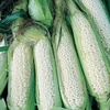 image:imageBurpee White Country Gentleman Corn Seeds 200 seeds