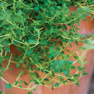 image:imageBurpee 61564A Common Thyme Seeds