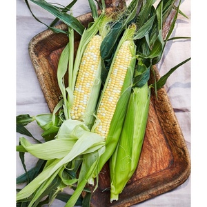 image:imageBurpee Ambrosia Sweet Corn Seeds  Tender Sweet Corn Seeds for Vegetable Garden Planting 200 Seeds200 Seeds