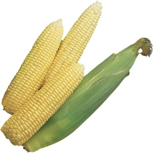 image:imageBurpee Ambrosia Sweet Corn Seeds  Tender Sweet Corn Seeds for Vegetable Garden Planting 200 SeedsEarly Sunglow Hybrid